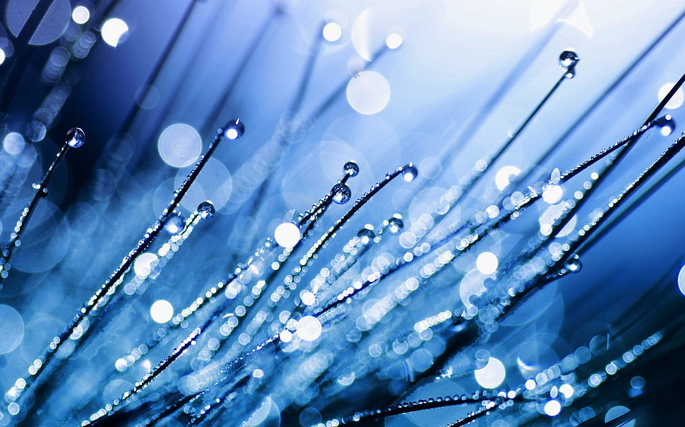 water drops in macro shot HD wallpaper